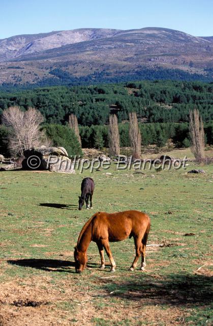 espagne castille 24.jpg - ChevauxCastille et LeonEspagne